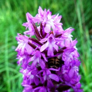 Photographie n°2092548 du taxon Anacamptis pyramidalis var. pyramidalis 