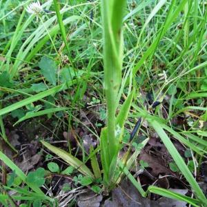 Photographie n°2092549 du taxon Anacamptis pyramidalis var. pyramidalis 