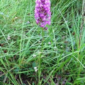 Photographie n°2092550 du taxon Anacamptis pyramidalis var. pyramidalis 