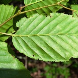 Photographie n°2092565 du taxon Carpinus betulus L.