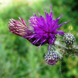 Photographie n°2092577 du taxon Cirsium palustre (L.) Scop. [1772]