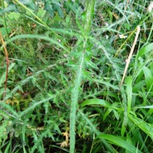 Photographie n°2092578 du taxon Cirsium palustre (L.) Scop. [1772]