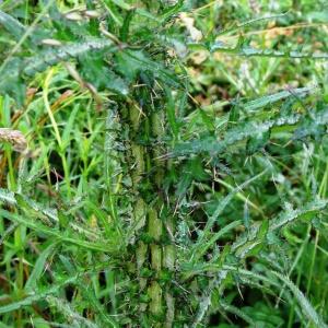 Photographie n°2092579 du taxon Cirsium palustre (L.) Scop. [1772]