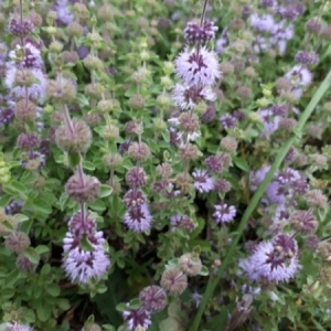 Photographie n°2092591 du taxon Mentha pulegium L.