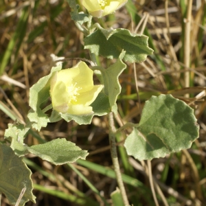 Malvella leprosa (Ortega) Krapov.