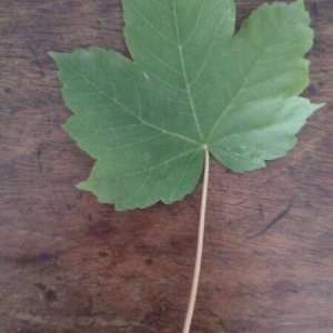 Photographie n°2092652 du taxon Acer pseudoplatanus L. [1753]