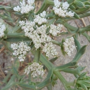 Photographie n°2092675 du taxon Echinophora spinosa L. [1753]