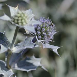 Photographie n°2092688 du taxon Eryngium maritimum L. [1753]