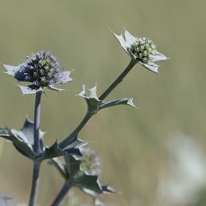 Photographie n°2092689 du taxon Eryngium maritimum L. [1753]