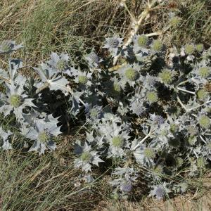 Photographie n°2092692 du taxon Eryngium maritimum L. [1753]