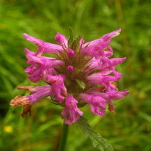 Photographie n°2092712 du taxon Betonica officinalis L. [1753]