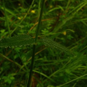 Photographie n°2092714 du taxon Betonica officinalis L. [1753]