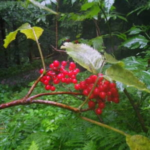 Photographie n°2092734 du taxon Sambucus racemosa L. [1753]