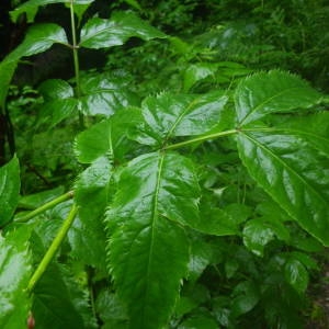 Photographie n°2092736 du taxon Sambucus racemosa L. [1753]