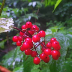 Photographie n°2092737 du taxon Sambucus racemosa L. [1753]