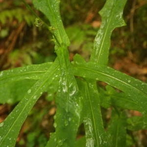 Photographie n°2092757 du taxon Prenanthes purpurea L. [1753]