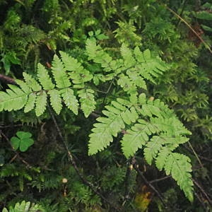 Photographie n°2092758 du taxon Gymnocarpium dryopteris (L.) Newman [1851]