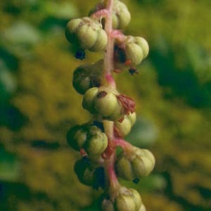 Photographie n°2092763 du taxon Pyrola minor L. [1753]