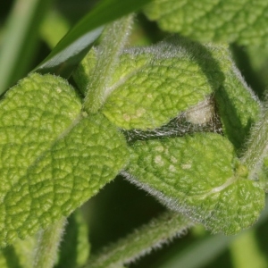 Photographie n°2092797 du taxon Mentha suaveolens Ehrh. [1792]