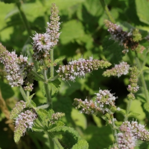 Photographie n°2092799 du taxon Mentha suaveolens Ehrh. [1792]