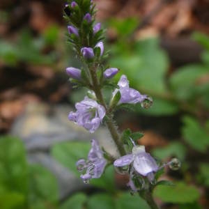 Photographie n°2092805 du taxon Veronica officinalis L. [1753]