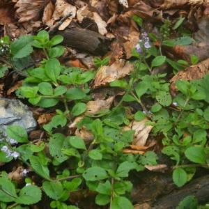 Photographie n°2092807 du taxon Veronica officinalis L. [1753]