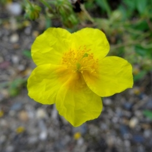 Photographie n°2092822 du taxon Helianthemum nummularium var. nummularium 