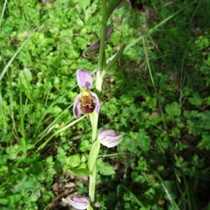  - Ophrys apifera var. aurita Moggr. [1869]