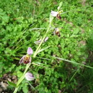  - Ophrys apifera var. aurita Moggr. [1869]