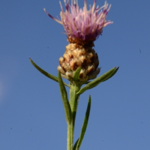  - Centaurea alba L. [1753]