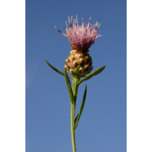 Centaurea alba L.