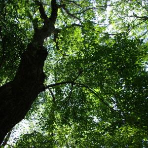 Photographie n°2092912 du taxon Tilia cordata Mill. [1768]