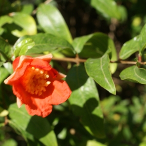 Photographie n°2092925 du taxon Punica granatum L.