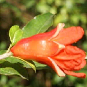 Photographie n°2092927 du taxon Punica granatum L.