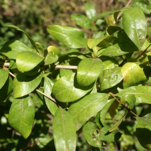 Photographie n°2092930 du taxon Punica granatum L.