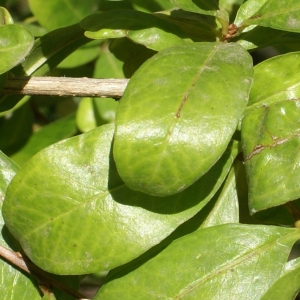 Photographie n°2092932 du taxon Punica granatum L.