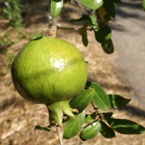Photographie n°2092933 du taxon Punica granatum L.