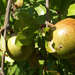 Photographie n°2092937 du taxon Punica granatum L.
