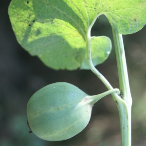  - Aristolochia clematitis L.