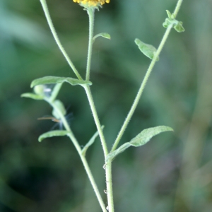 Photographie n°2092948 du taxon Pulicaria vulgaris Gaertn. [1791]