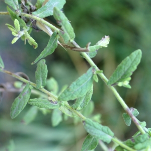 Photographie n°2092957 du taxon Pulicaria vulgaris Gaertn. [1791]