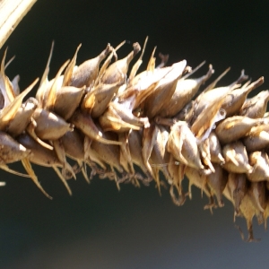 Photographie n°2092963 du taxon Carex pseudocyperus L. [1753]