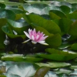 Photographie n°2092972 du taxon Nelumbo nucifera Gaertn. [1788]