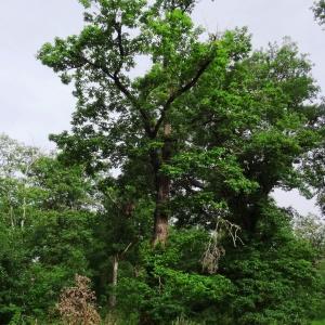 Photographie n°2093019 du taxon Quercus petraea subsp. petraea 
