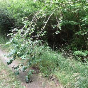 Photographie n°2093030 du taxon Sorbus torminalis (L.) Crantz [1763]