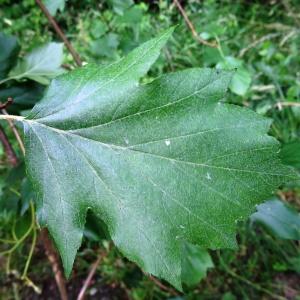 Photographie n°2093031 du taxon Sorbus torminalis (L.) Crantz [1763]