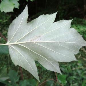 Photographie n°2093033 du taxon Sorbus torminalis (L.) Crantz [1763]