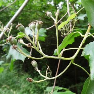 Photographie n°2093035 du taxon Sorbus torminalis (L.) Crantz [1763]