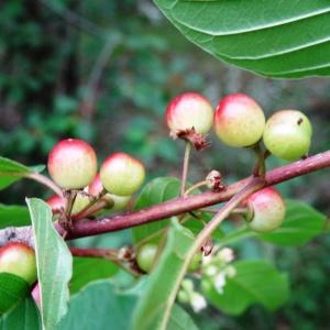  - Frangula alnus subsp. alnus 