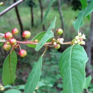  - Frangula alnus subsp. alnus 